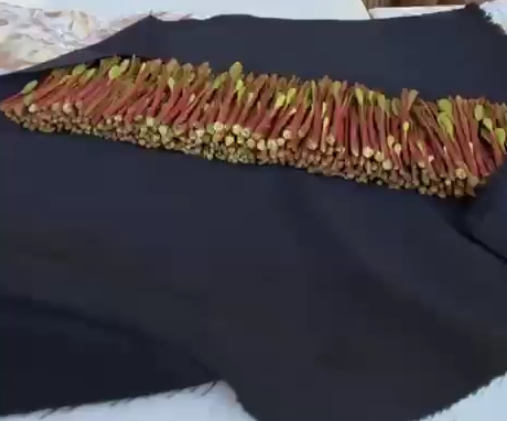 قات ارحبي أميال